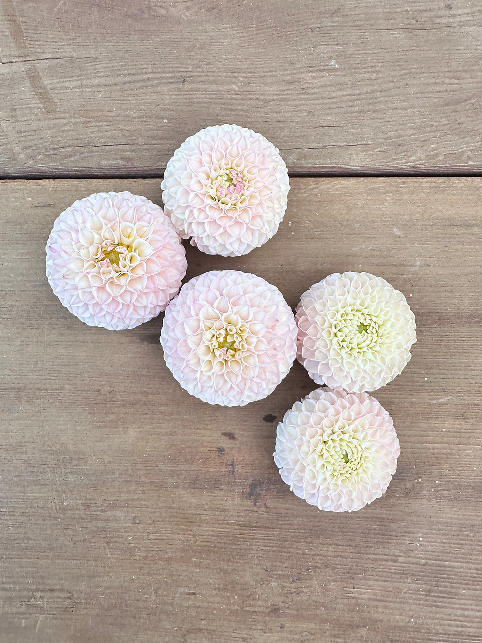 Thumbnail: Irish Pinky Dahlia