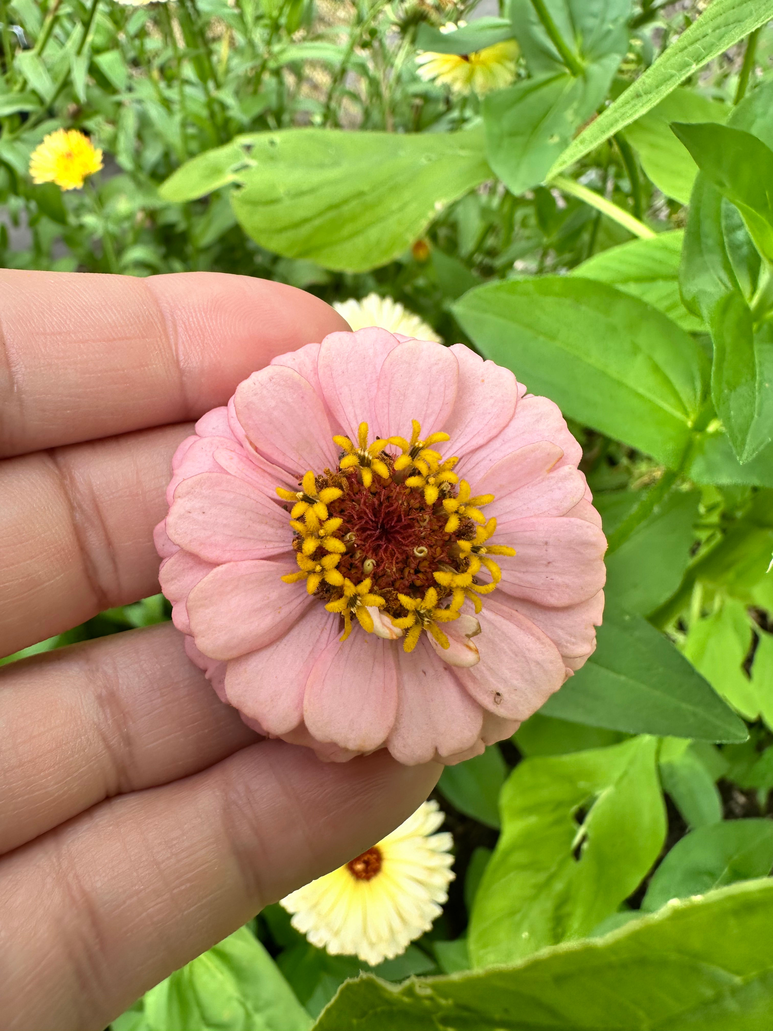 Zinnia ‘Floret Little Flower Girl' 2.5" pot