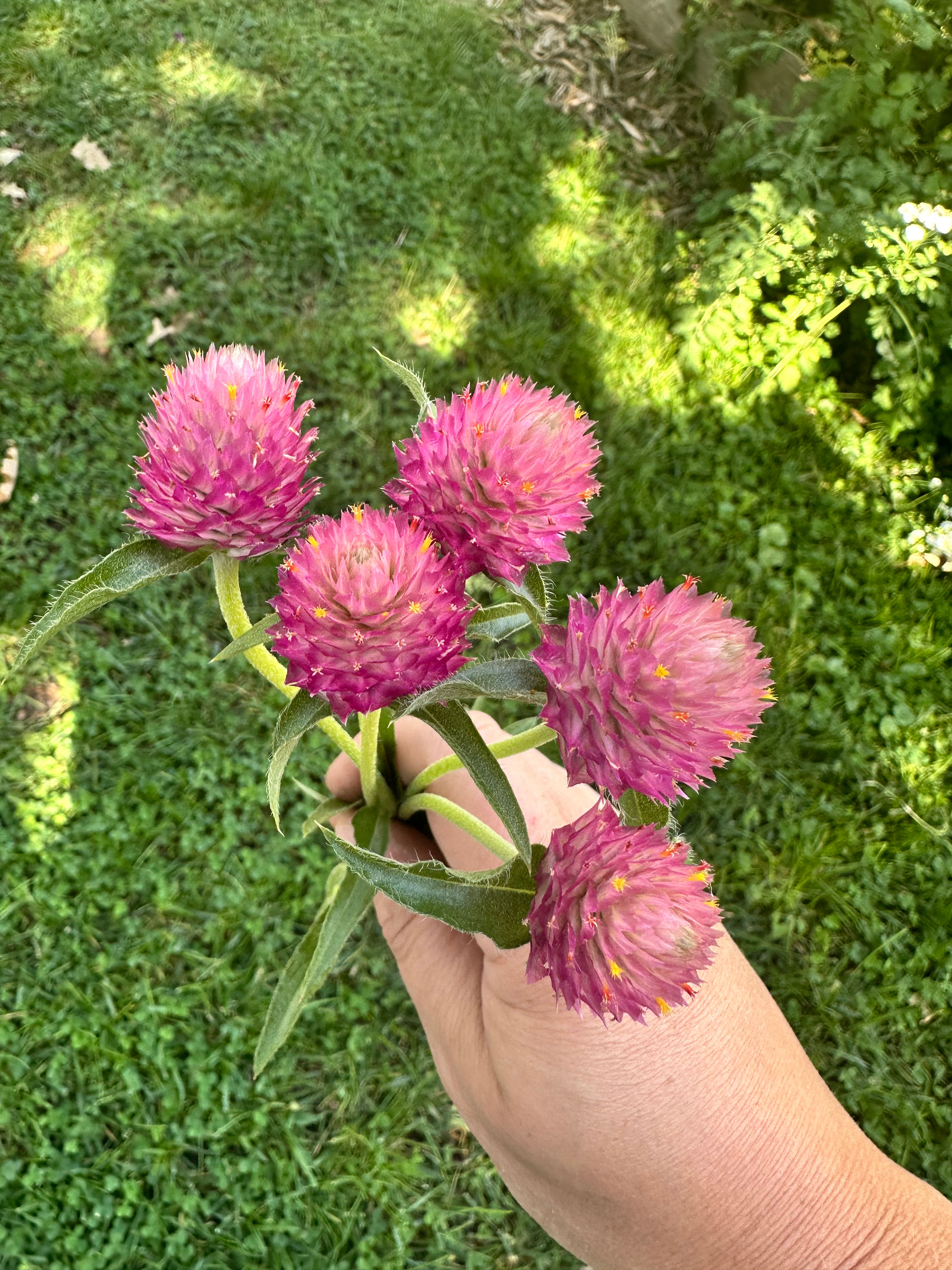 Gomphrena “Sequin” 3.5” pot