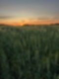 wheat and sunset.jpg