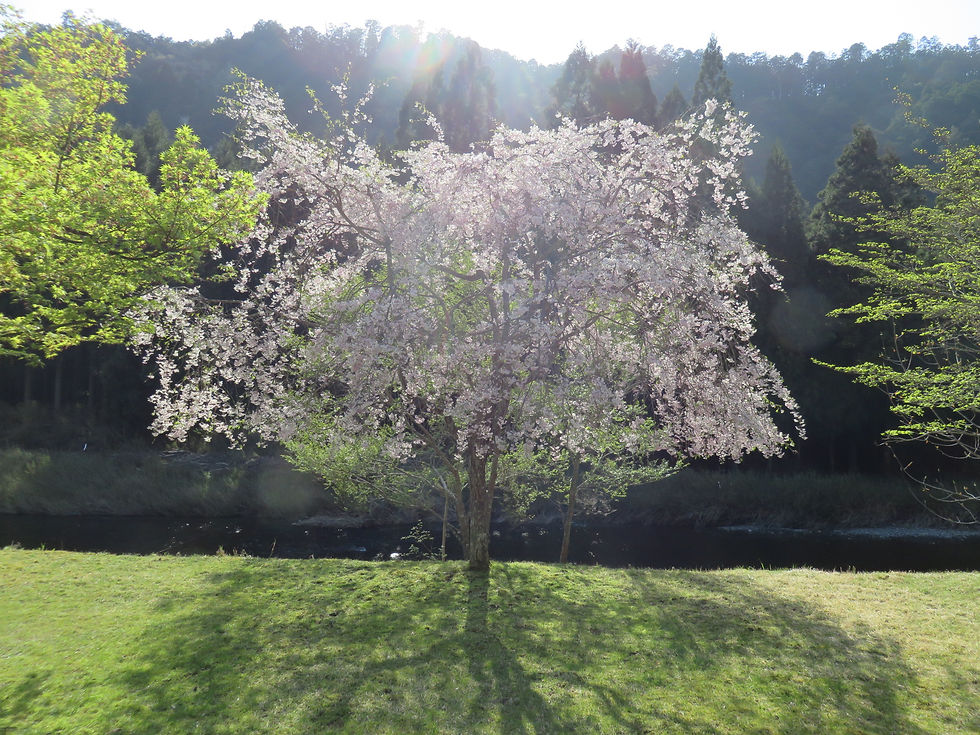 花見