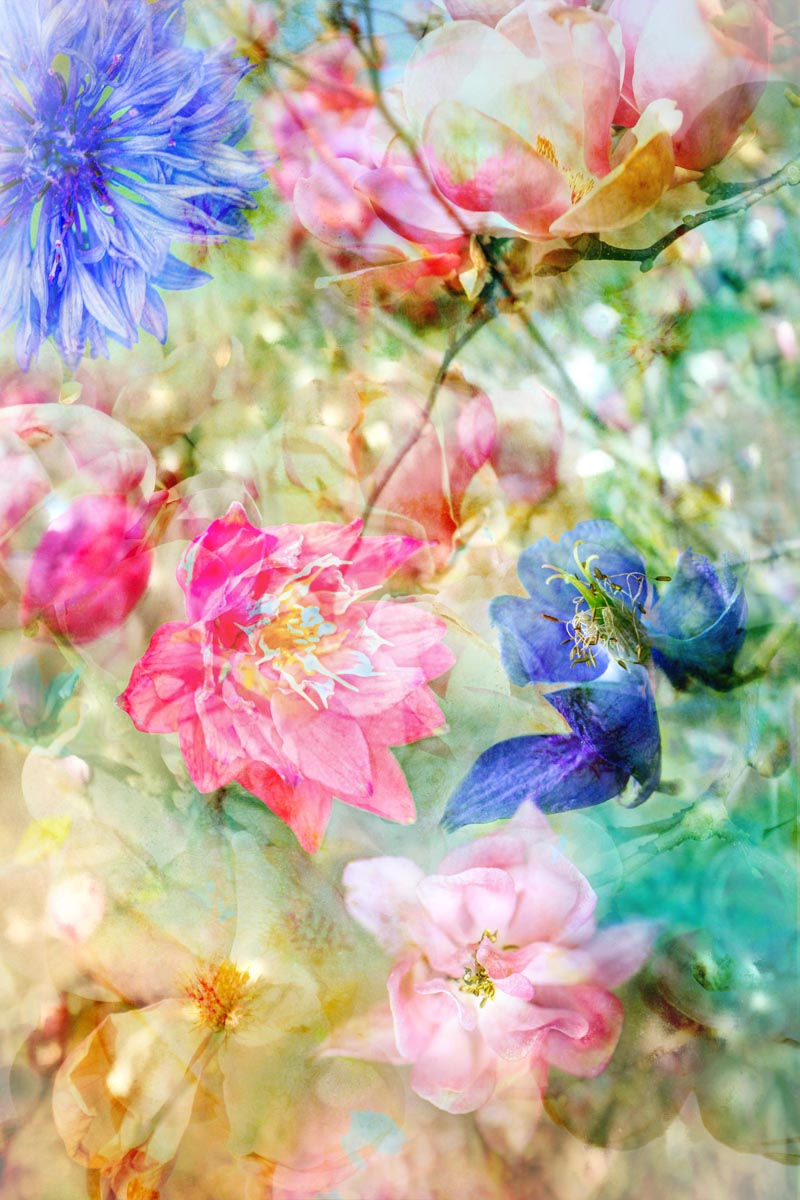 Thumbnail: A semi abstract photograph of a medley of aquilegias. Fine art photography by Päivi Maria Wells.
