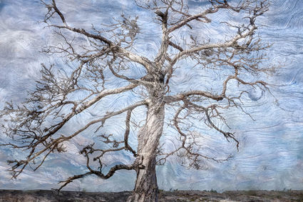 Fine art photograph of an old, dead and curvy pine tree that keeps on standing. The Archipelago of Finland. Fine art prints and landscape photography by Päivi Maria Wells.