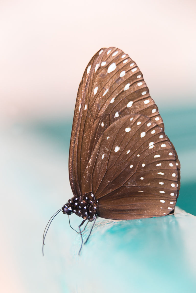 brown colored butterfly with white spots sits on a blue bar