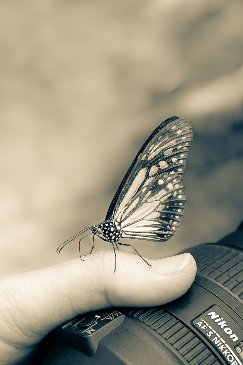 butterfly sits on photographer's hand