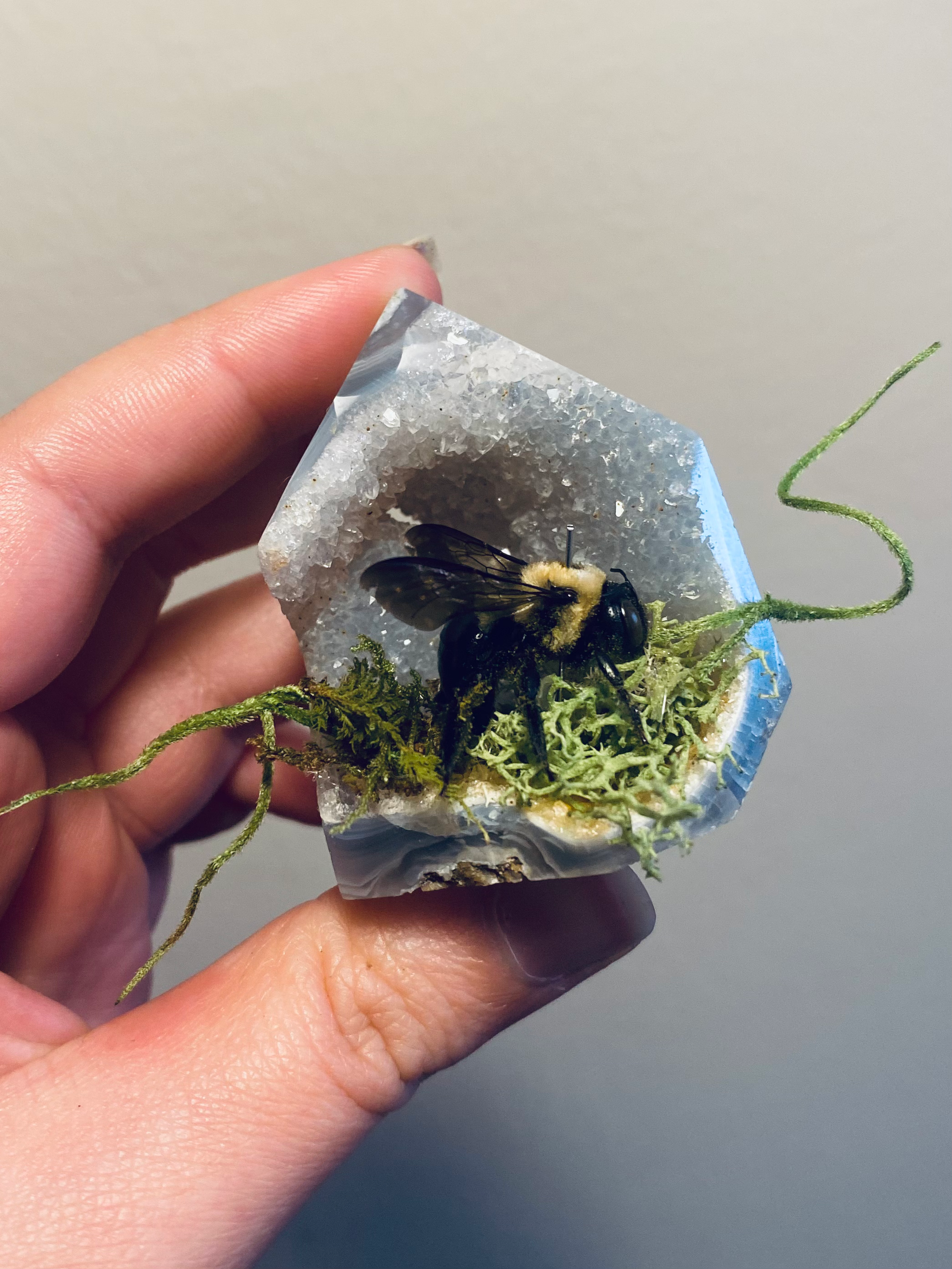 Carpenter Bee Display