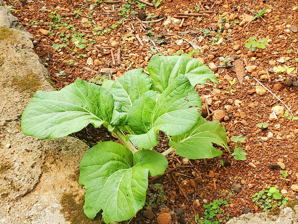 Grade 5 on Gardening.