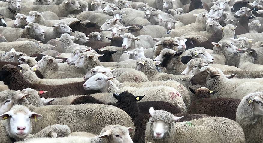 Schweizer Strickwolle kaufen| Strickanleitung zu Mütze gratis| 