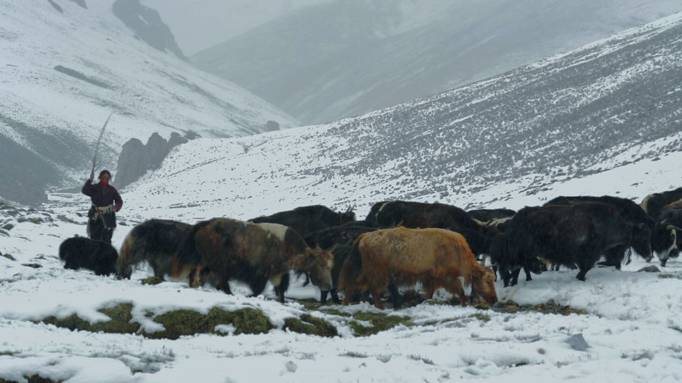 Yak herd