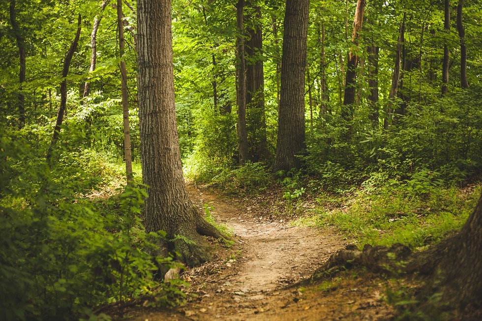 forest_nature_outdoors_path_trees_woods-1170198.jpg_d_1200x.jpeg