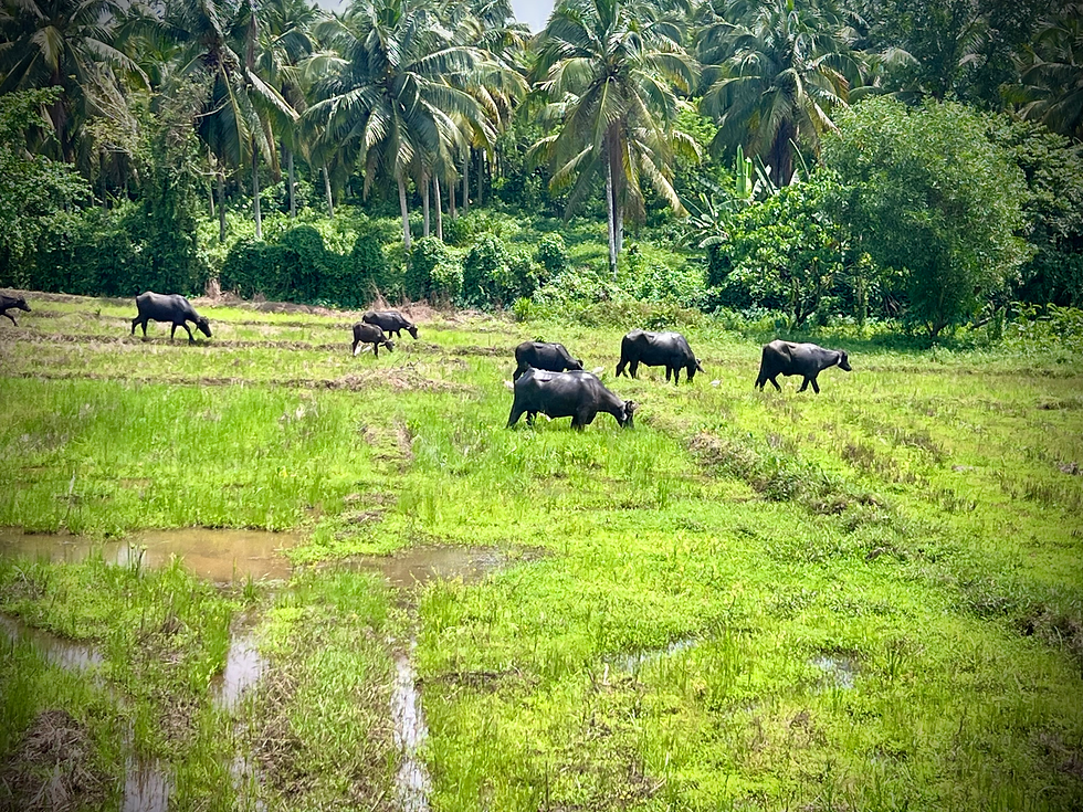 Water Buffalo Grazing in a Rice Paddy