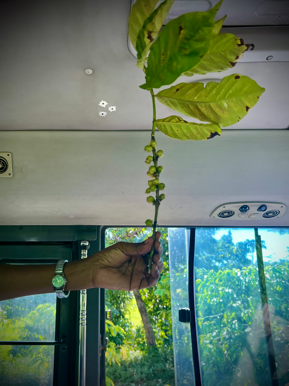 Coffee Bean Stem (plucked just before 2:00 pm)
