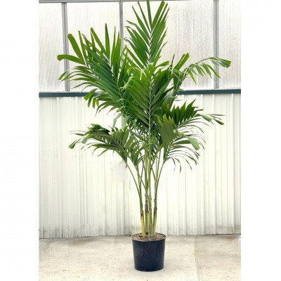Alexander Palm (Special Order Only) | Spring Valley Floral