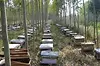 Before it was a can, it was a hive_1.webp