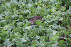 Hase