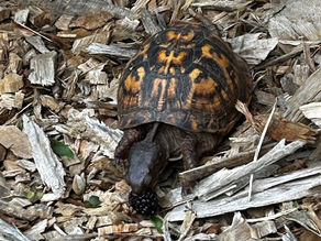 Anne’s June Update and Musings – Animal Communication