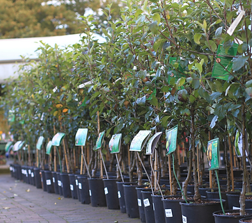 Nursery Trees.png