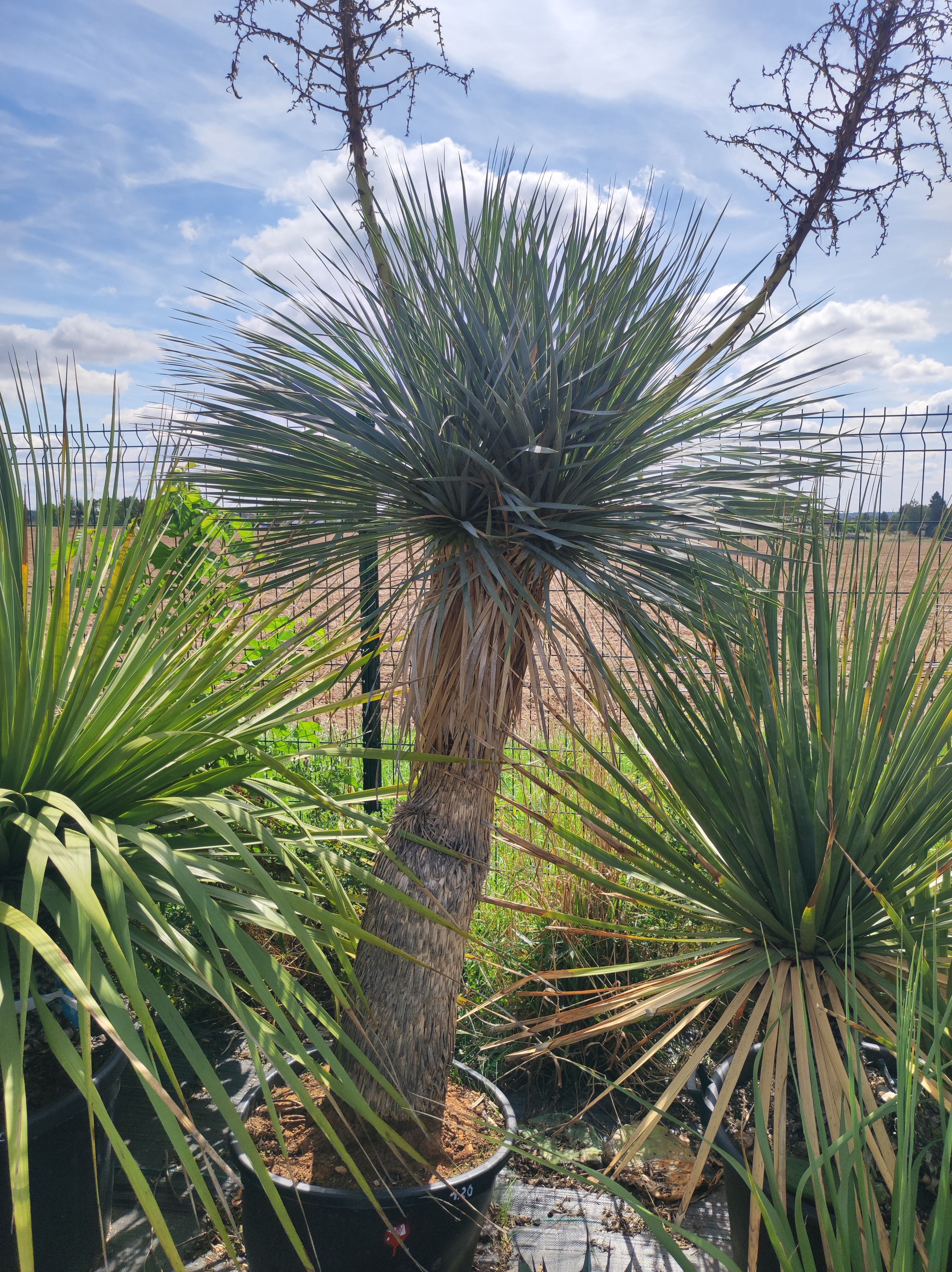 Yucca Rostrata 120/130 cm de tronc double tête 