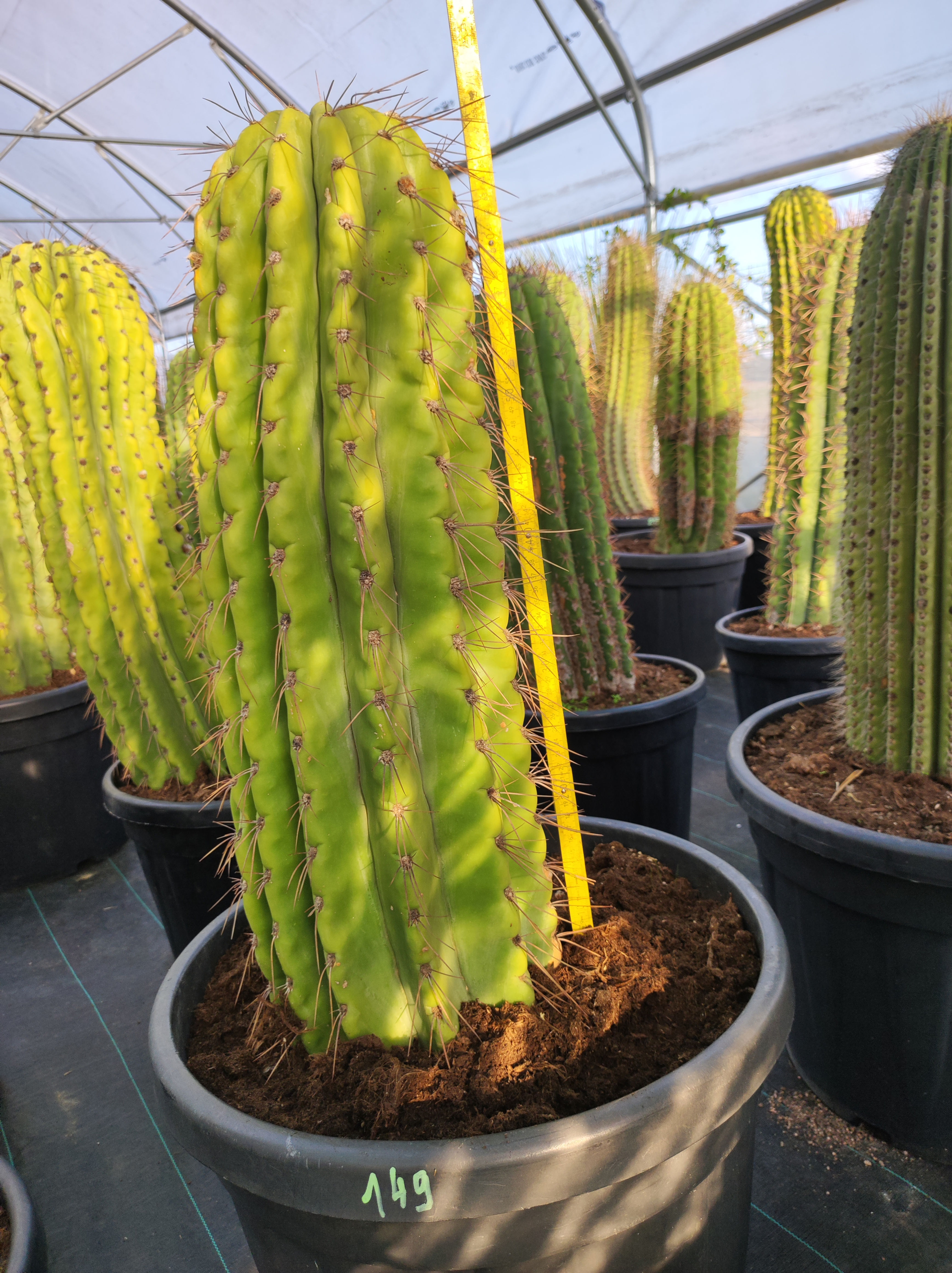 Trichocereus pasacana 70 CM