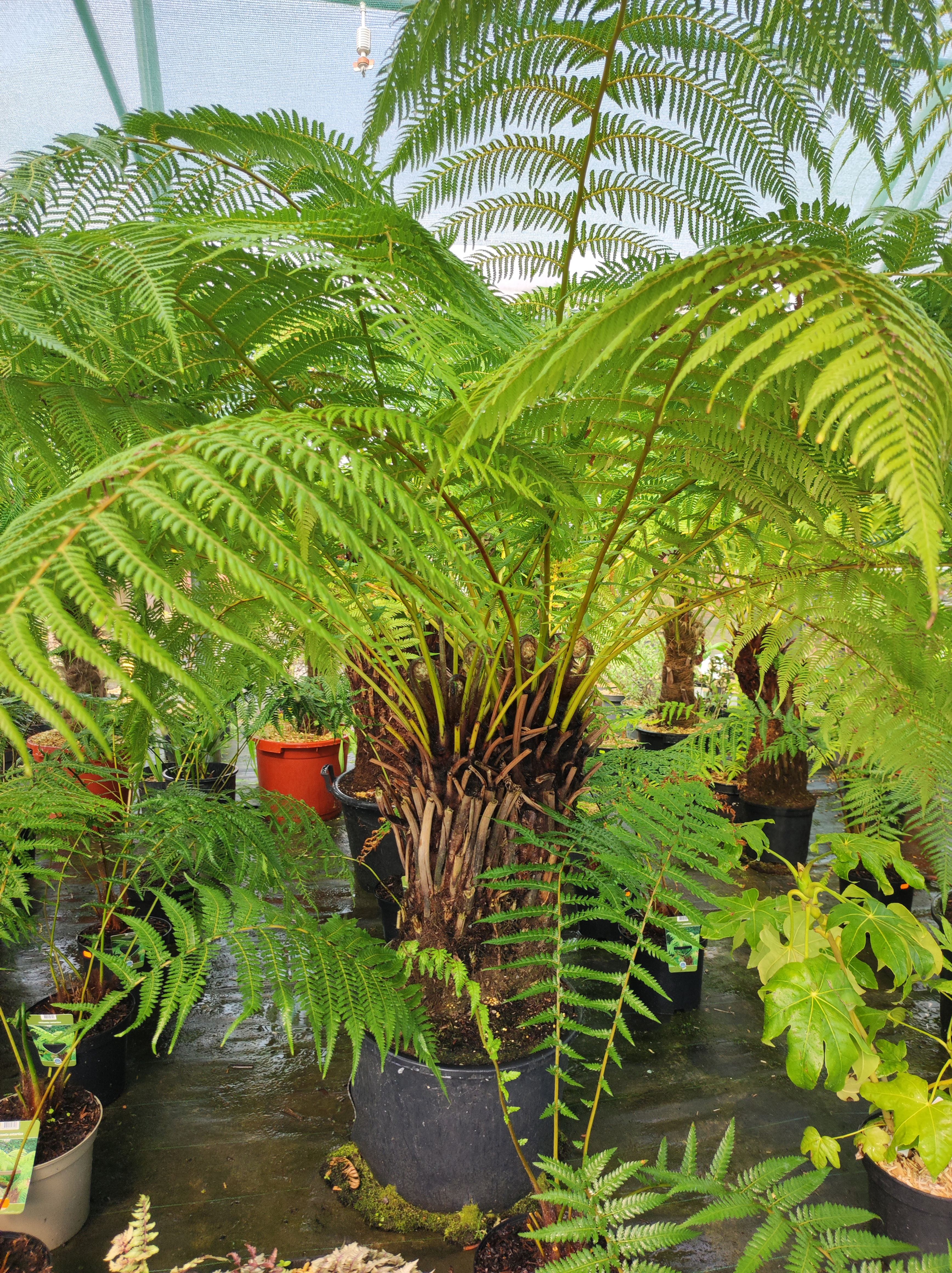 Dicksonia antartica double tronc 