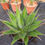 Miniature : Agave montana