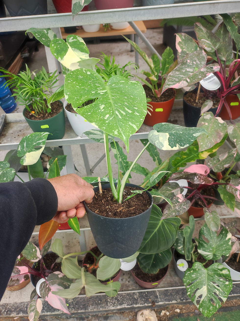 Miniature : Monstera thai constellation pot deco 