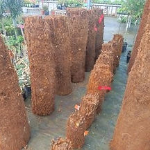 dicksonia antartica