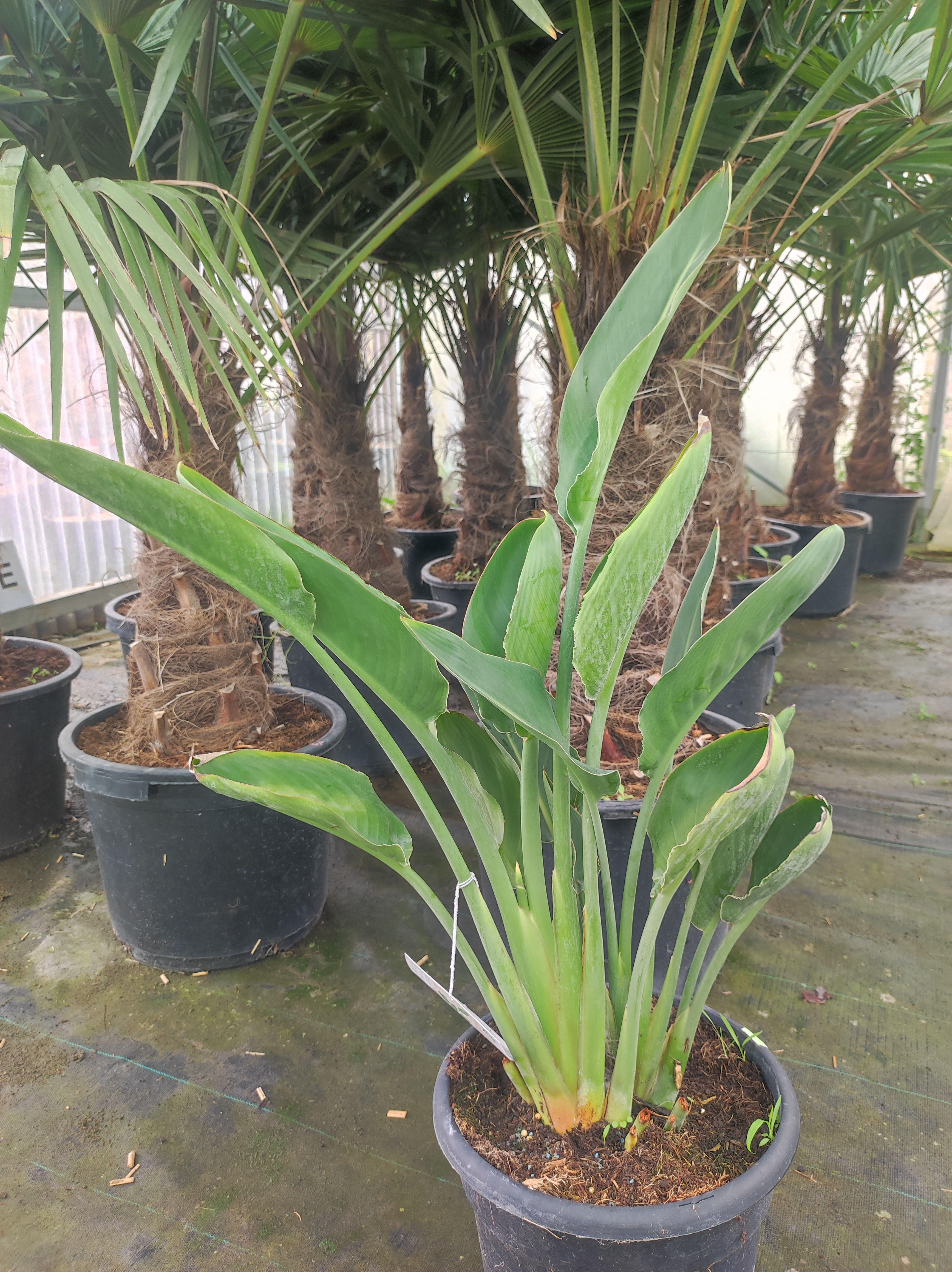 Strelitzia Reginae juvenile