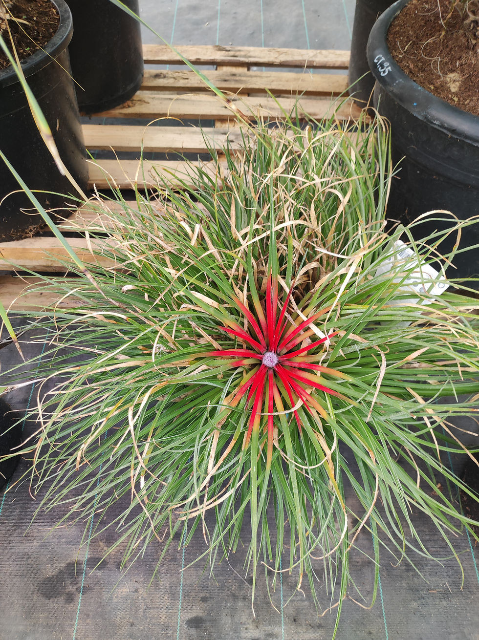 Miniature : Kit desertique rustique