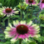 Echinacea-Green-Twister