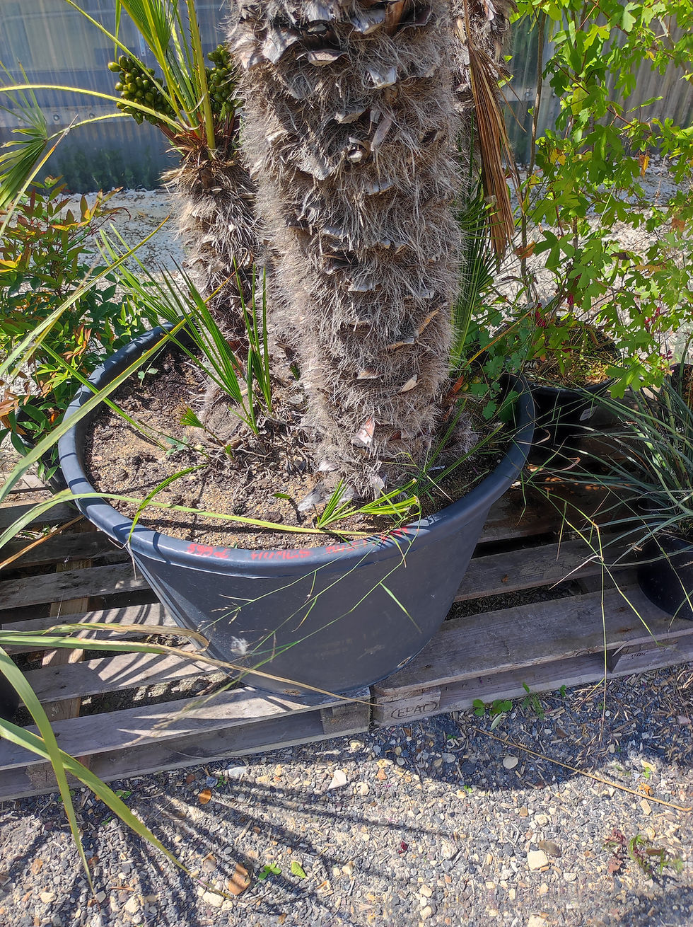 Miniature : Chamaerops humilis grosse pièce 