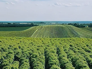 Flavors of the Sunflower State: AI-Driven Brewing Adventures with Kansas Hops and Wheat