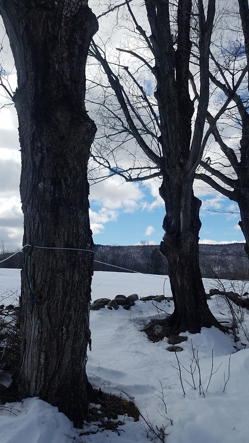 Resized_20180325_132054.jpeg