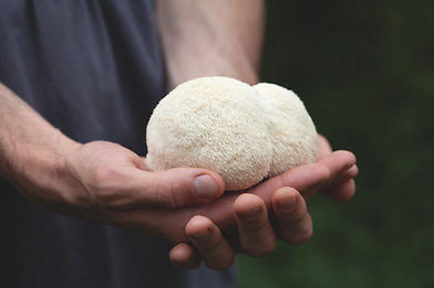 Lion's mane - Hericium erinaceus, medicinal mushroom - that promote nerve growth factor in