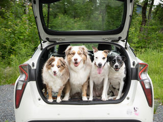 Ultimate Packing List for Traveling with Dogs