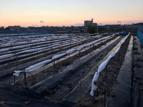 いちじくの予約を開始しました!