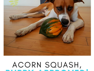 5 Tips to Eat Smarter this Thanksgiving Day!