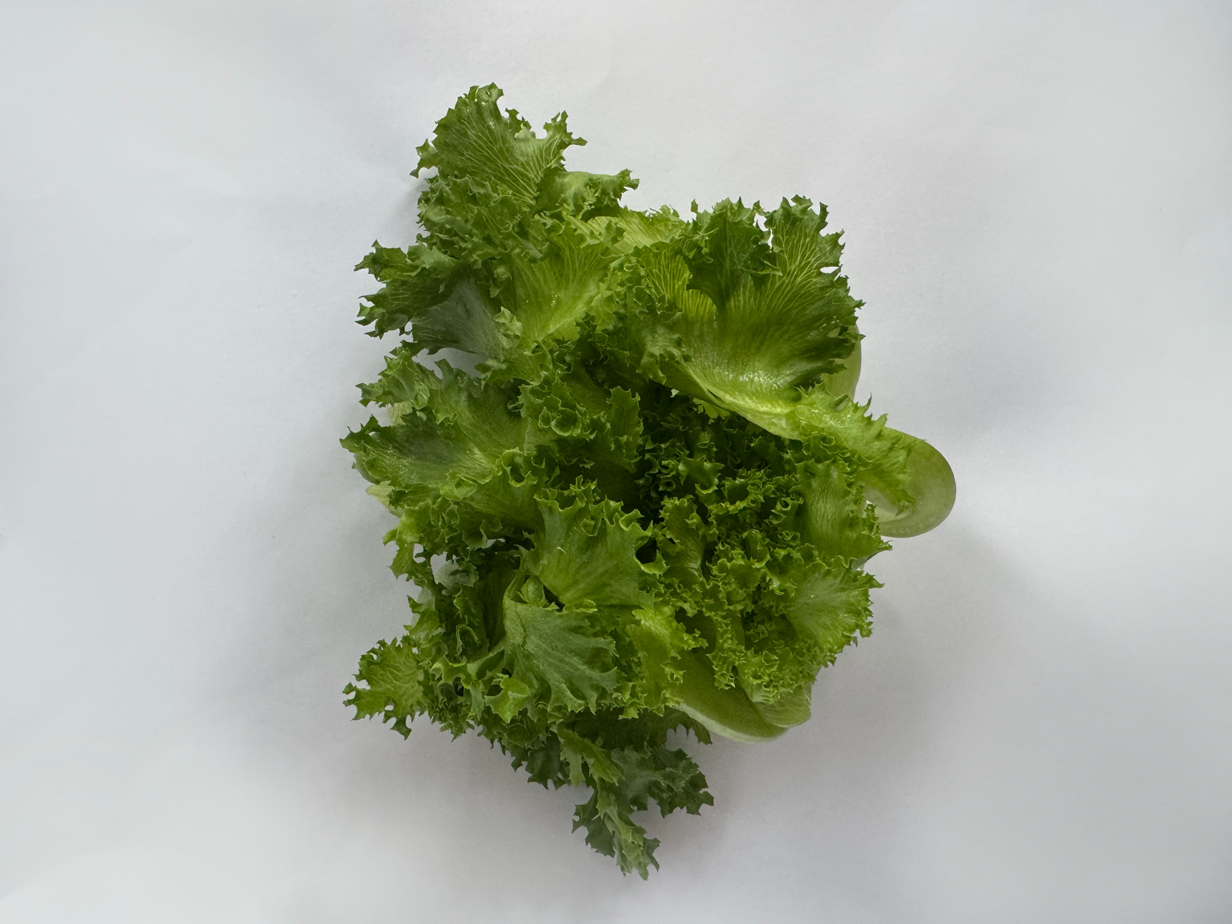 חסה לאליק מארז