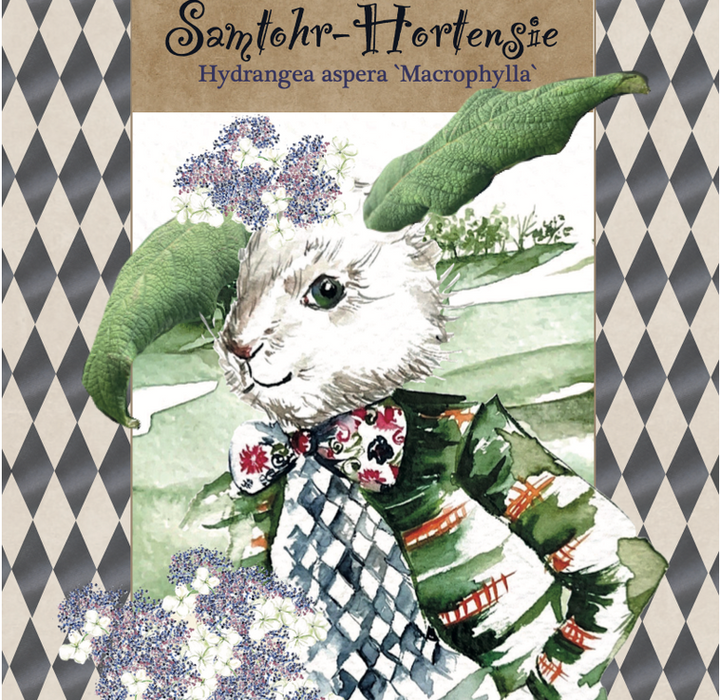 Hydrangea aspera "Macrophylla"