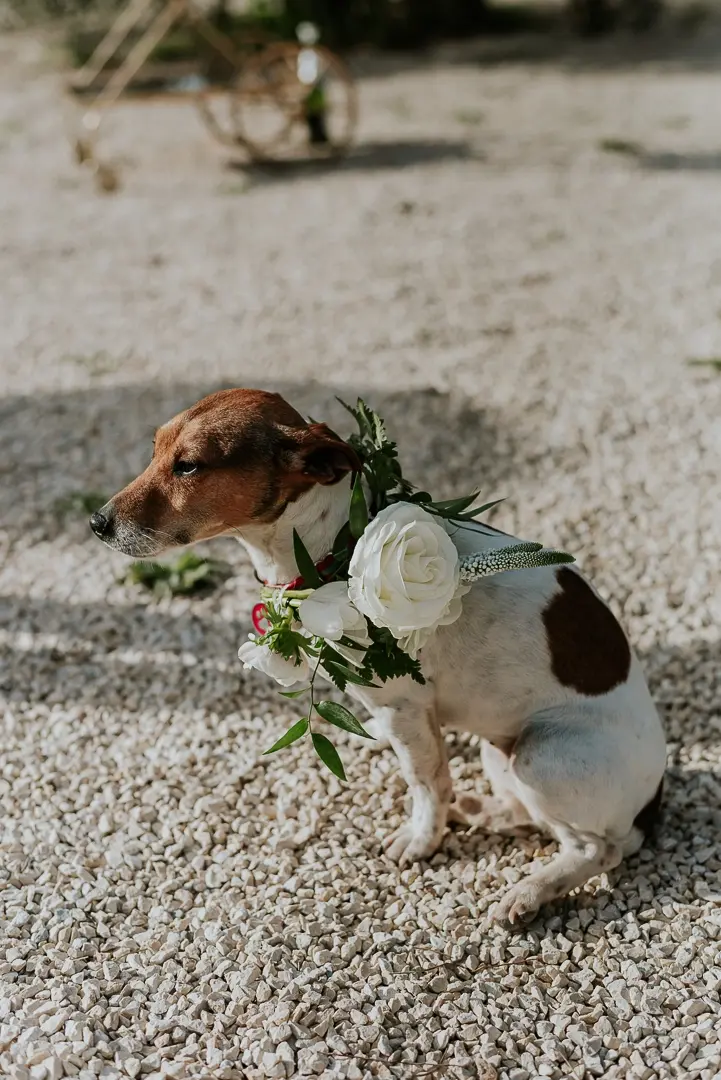 Miniature : Collier de fleurs chien