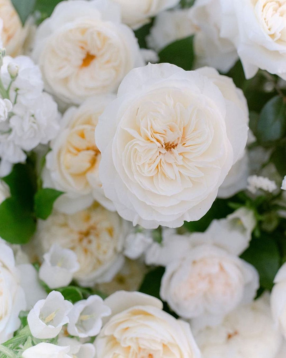 Miniature : Roses