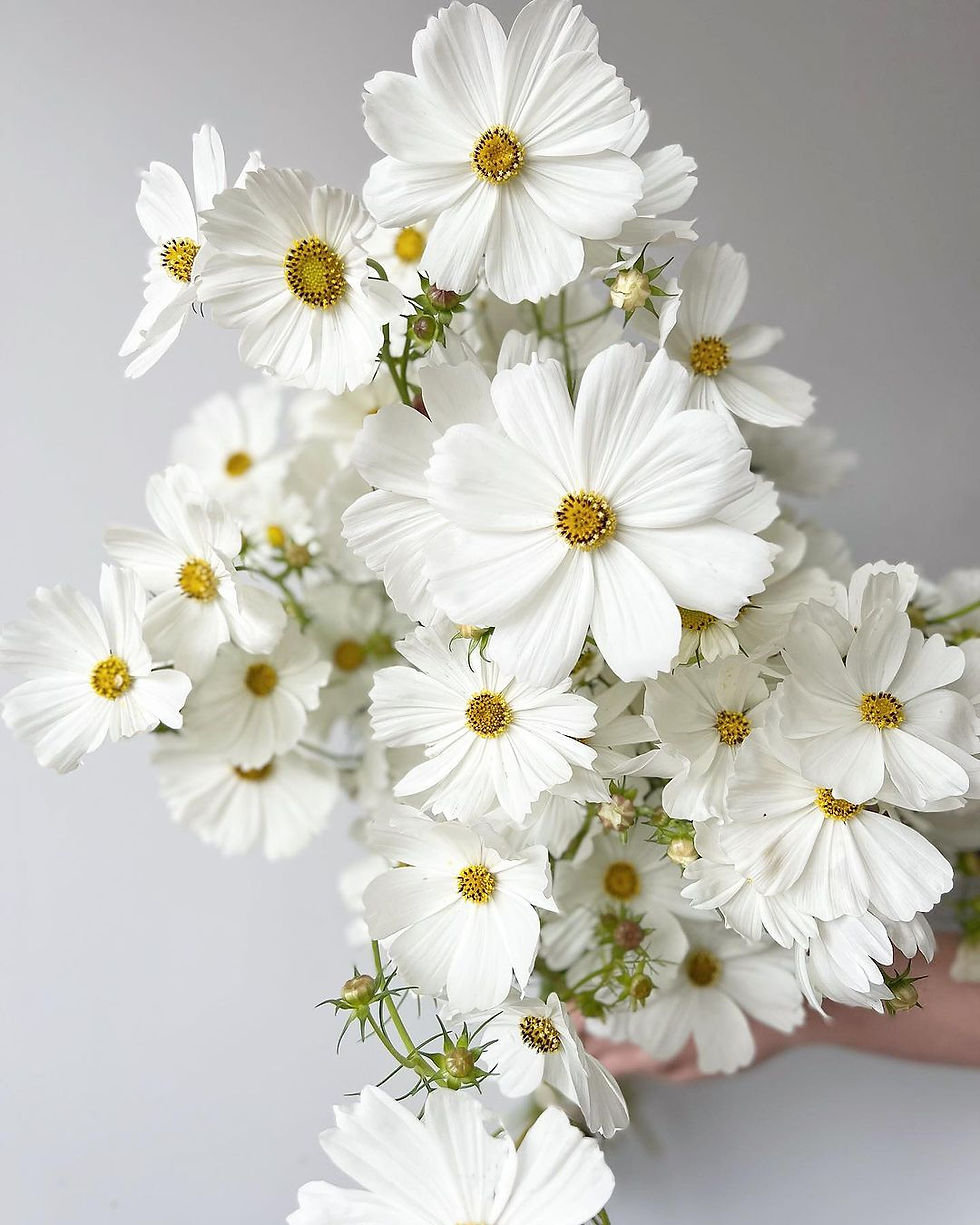 Miniature : Cosmos