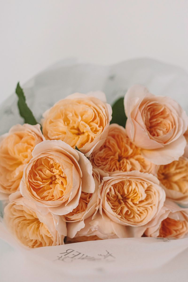 Miniature : Roses