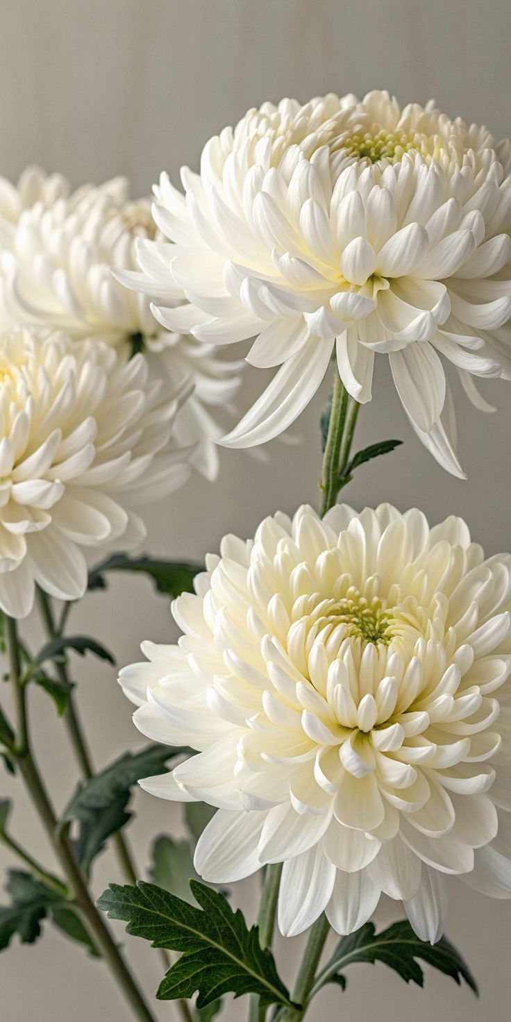 Miniature : Chrysanthème