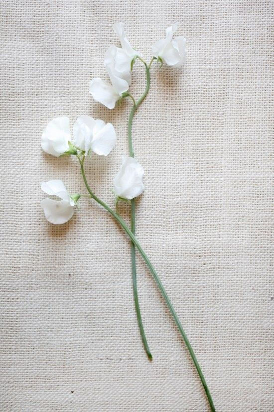 Miniature : Pois de senteur