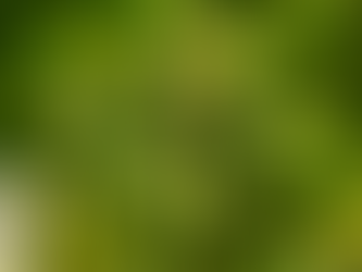 Lauderdale County Supervisors Opt-Out of Medical Cannabis Act 
