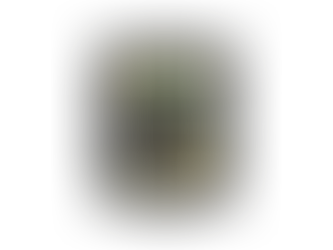 Qui dit Printemps, dit ... Escargots de Bourgogne!