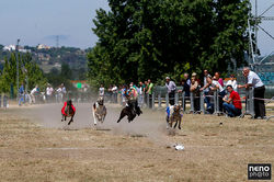 Desporto Corrida Galgos