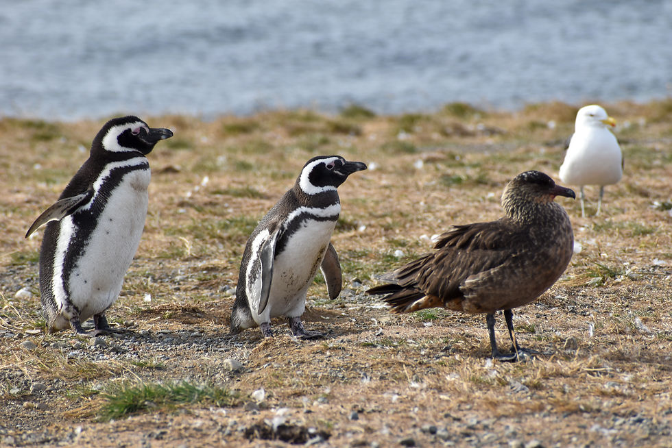 Pingüinos Magallánicos