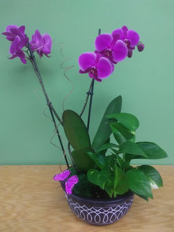 Hawaiian Breeze Dish Garden - $64.99